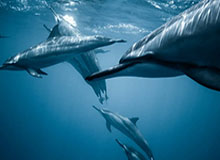 贾玲减肥一百斤能带火健身市场吗？